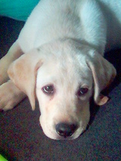 puppy.jpg
